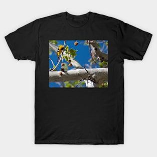 Extremely Yellow Hooded Oriole T-Shirt